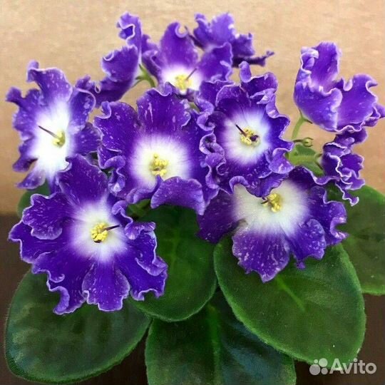 Фиалки набором