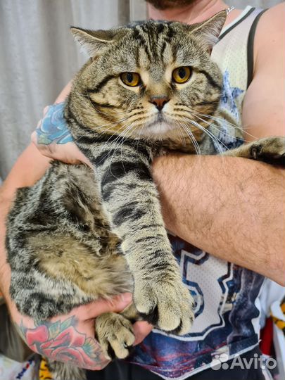 Вязка шотландских котов