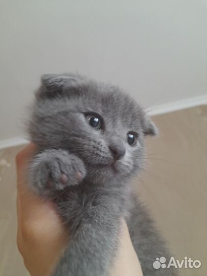Отдам котят бесплатно.Сами кушают.Серый-девочка