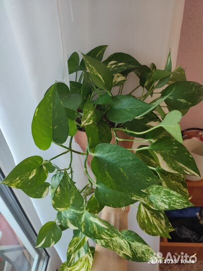 Сциндапсус зототистый