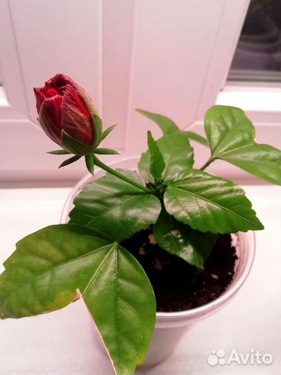 Гибискус красный махровый Китайская роза