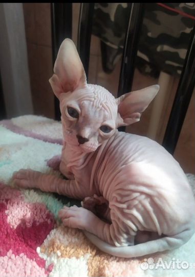 Донской сфинкс котята