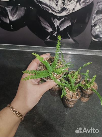 Филодендрон Ринг оф файер,сингониумы, папоротники