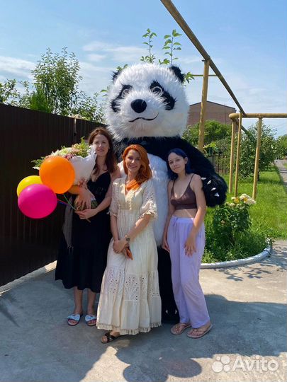 Диско Панда Таганрог Поздравление
