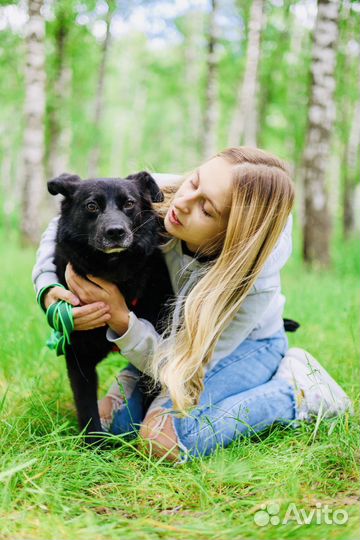 Собака из приюта Некрасовка