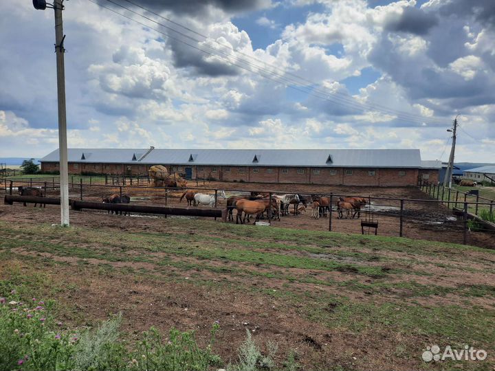 Производство кумыса