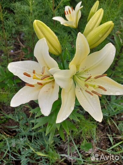 Дельфиниум, лилии