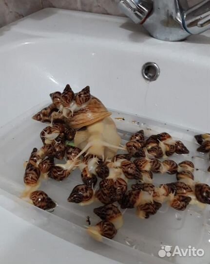 Корм для Ахатин. Корм для аквариумных улиток