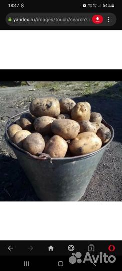 Продам картофель крупный