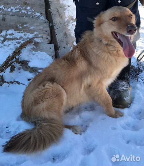 Собака в добрые руки