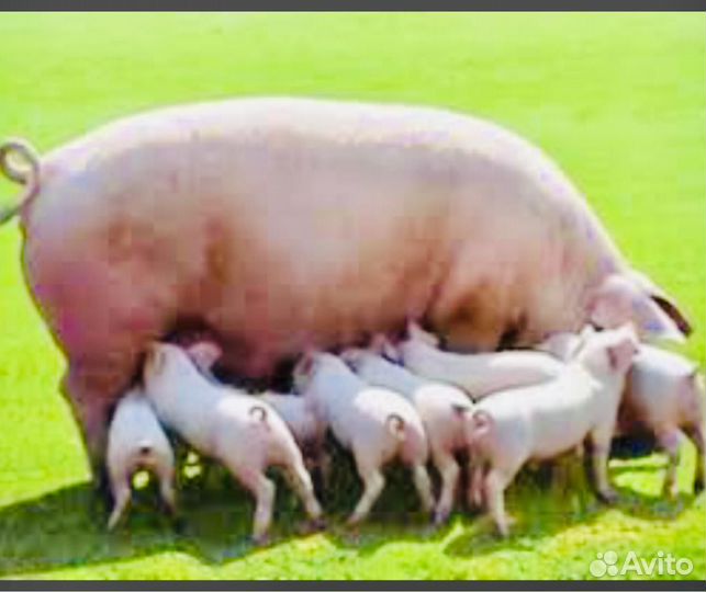 Семя хряка племенное