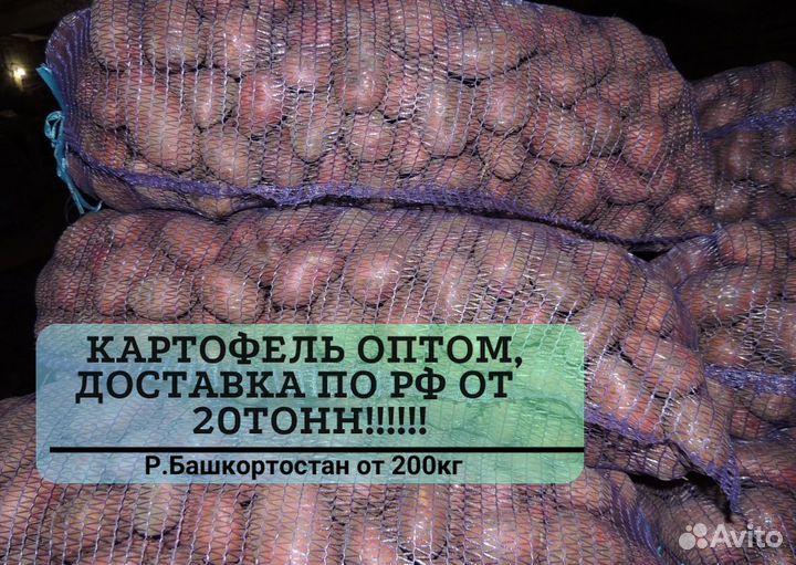 Картофель оптом с доставкой от 20 тонн