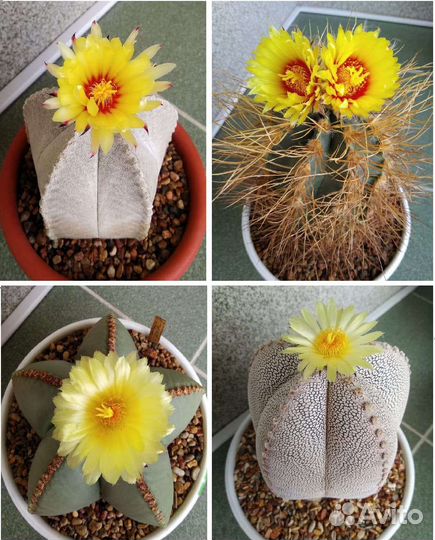 Астрофитумы разные, сеянцы