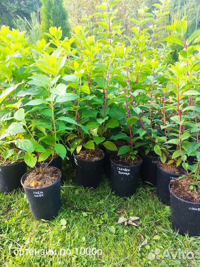 Гортензии метельчатые