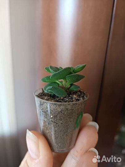 Адромискус разные сорта