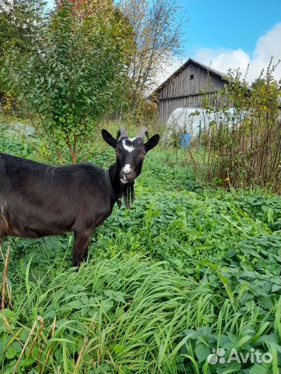 Коза дойная