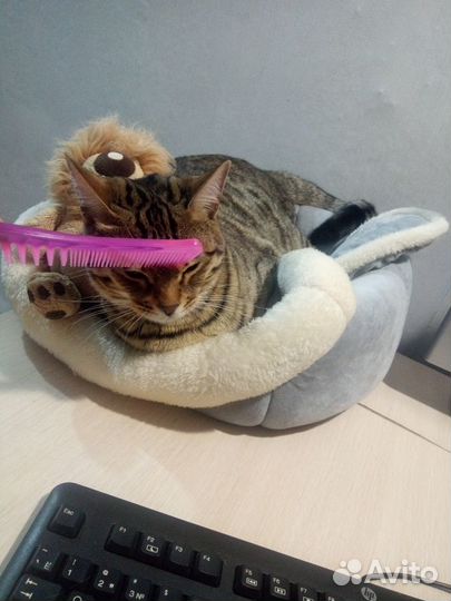 Передержка кошек и собак