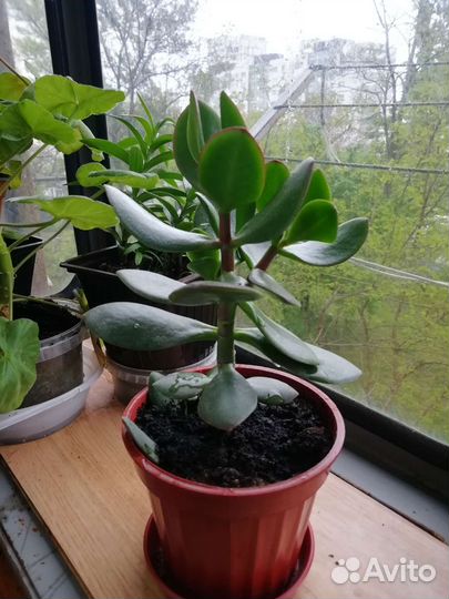 Крассула толстянка