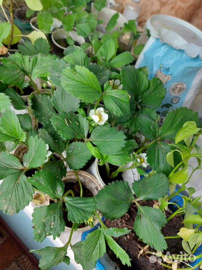 Клубника рассада