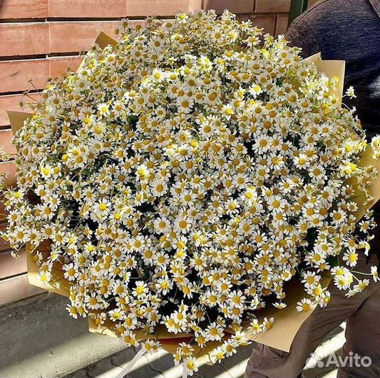 Букеты ромашек