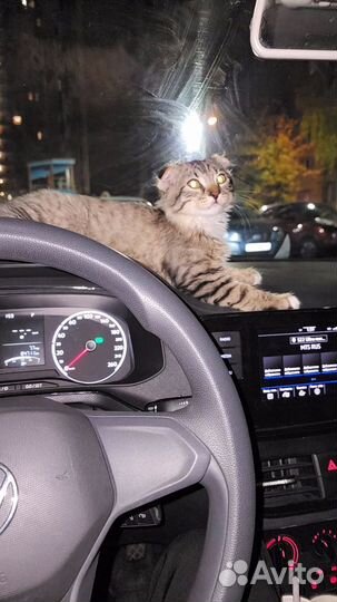 Кот вислоухий