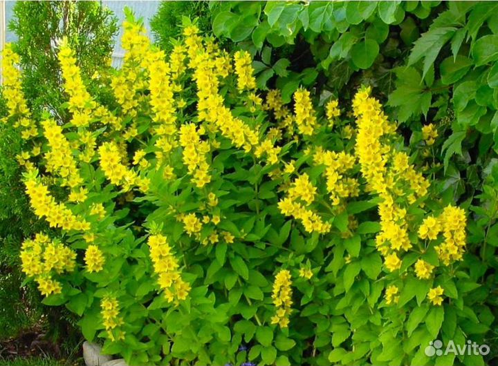 Вербейник точечный