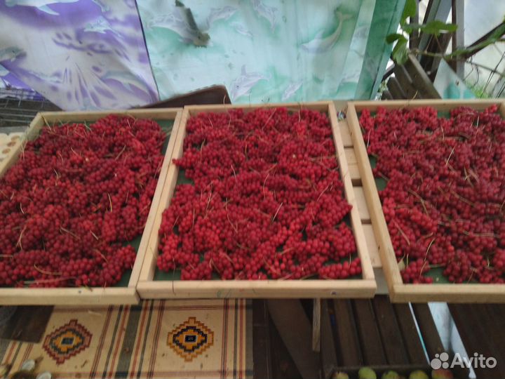 Лимонник китайский, ягоды