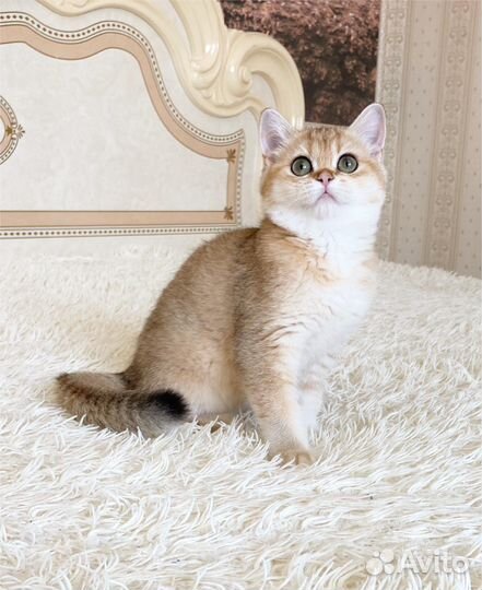 Золотая кошечка Nora ny11