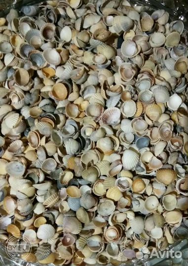 Морские ракушки