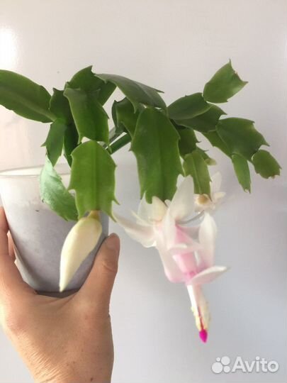 Цветок декабрист