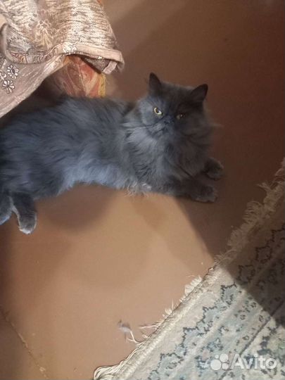 Продаю котят персов