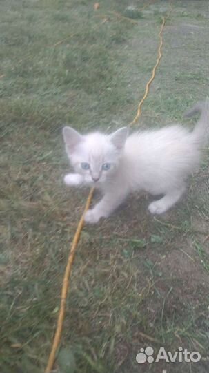 Котенка в добрые руки