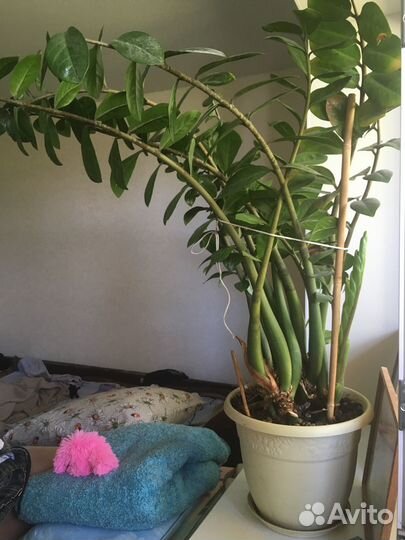 Замиокулькас