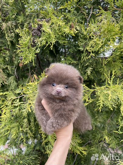 Лиловые девочки