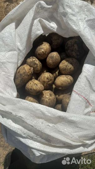 Семенной картофель на корм скоту