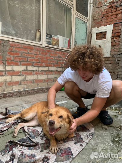 Собака Удача в добрые руки