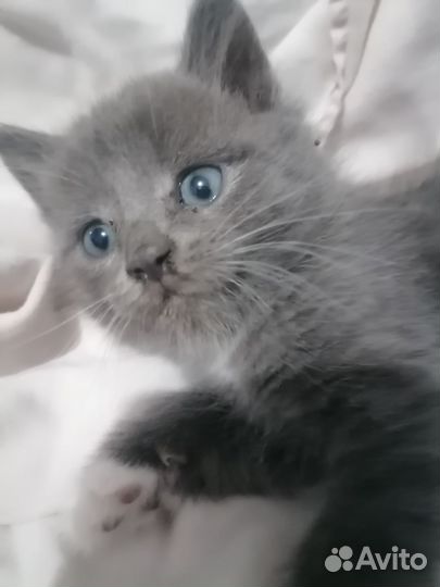 Отдам бесплатно