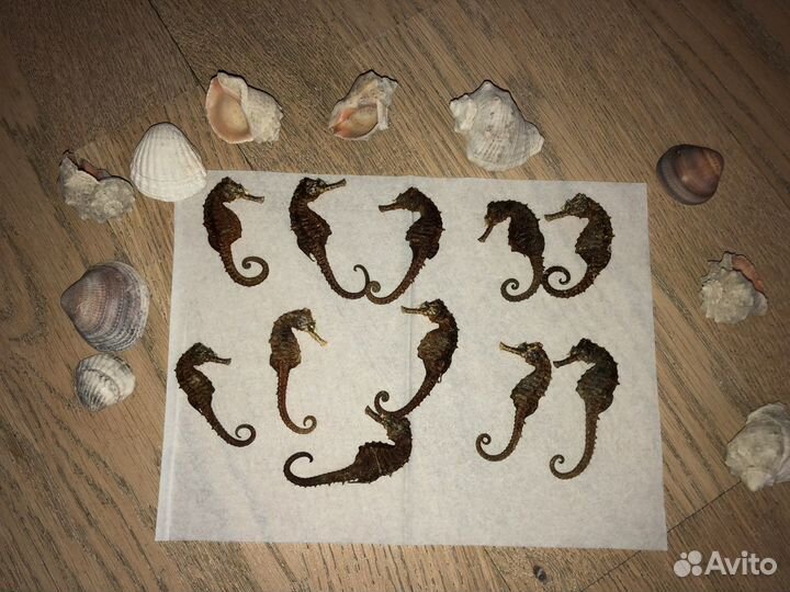 Морские камни ракушки