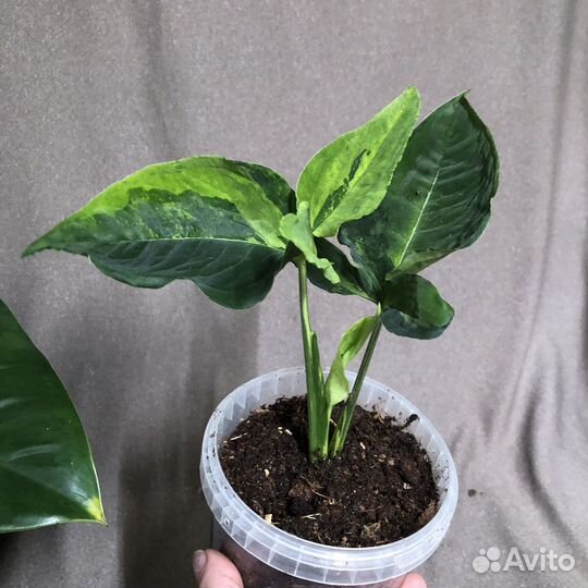 Сингониум яичница, дабл вар, мозаик, и др