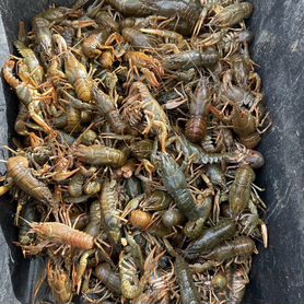 Раки