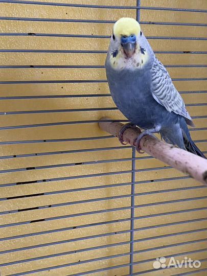 Попугай волнистый