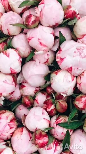 Пионы корни