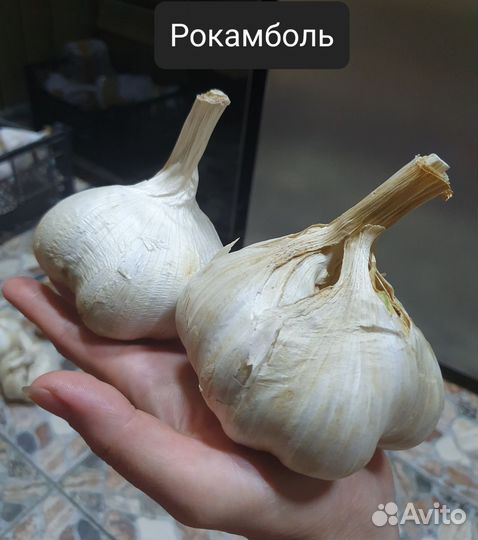 Элитные сорта чеснока,редкие семена