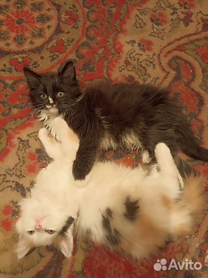 Девочка 2 месяца