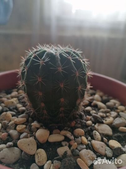 Кактусы и суккуленты