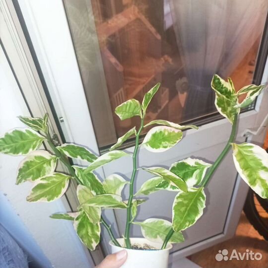 Педилантус