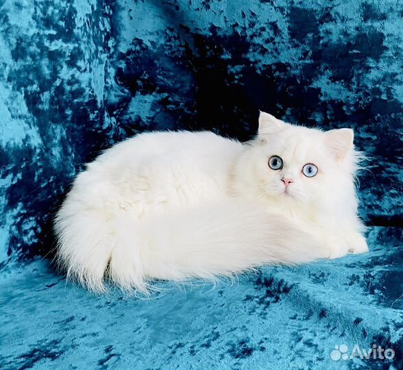 Британская длинношерстная синеглазая шиншилла