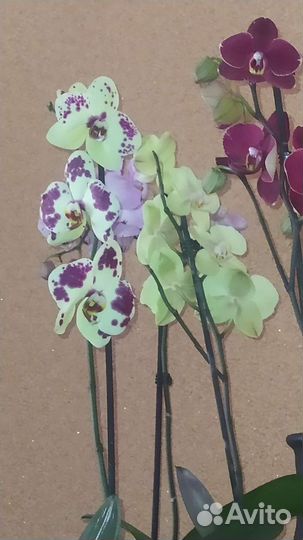 Орхидея фаленопсис