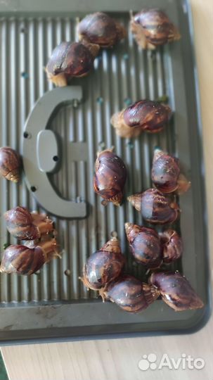 Улитки ахатины бесплатно