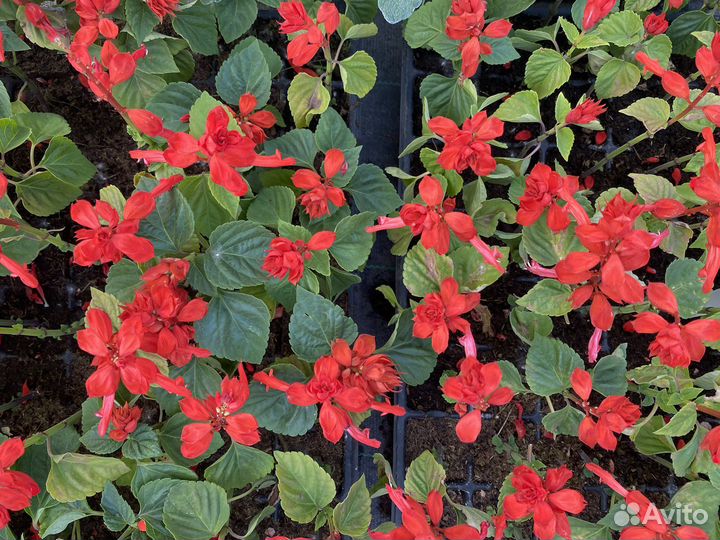 Петуния оптом и в розницу